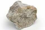 Fossil Titanothere (Megacerops) Vertebra - South Dakota #229038-1